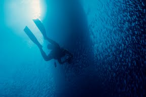 Sardines Set the Example