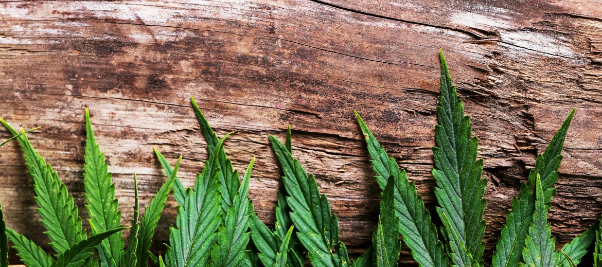 Marijuana labor market