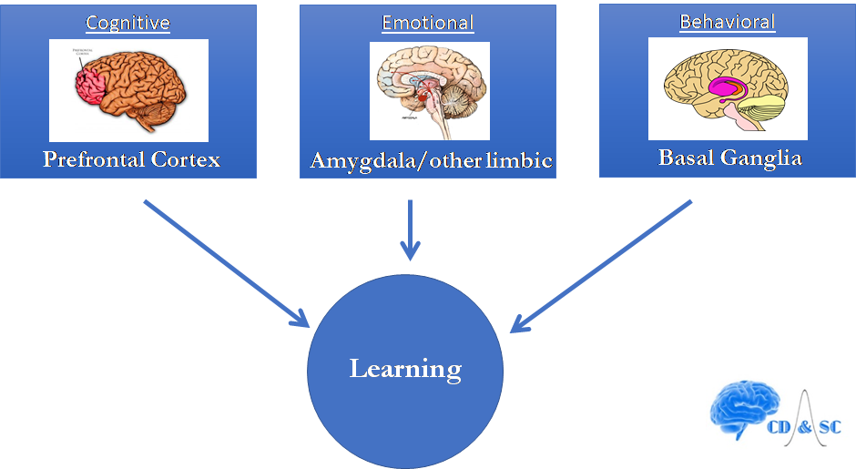 brain graphic Todd Maddox