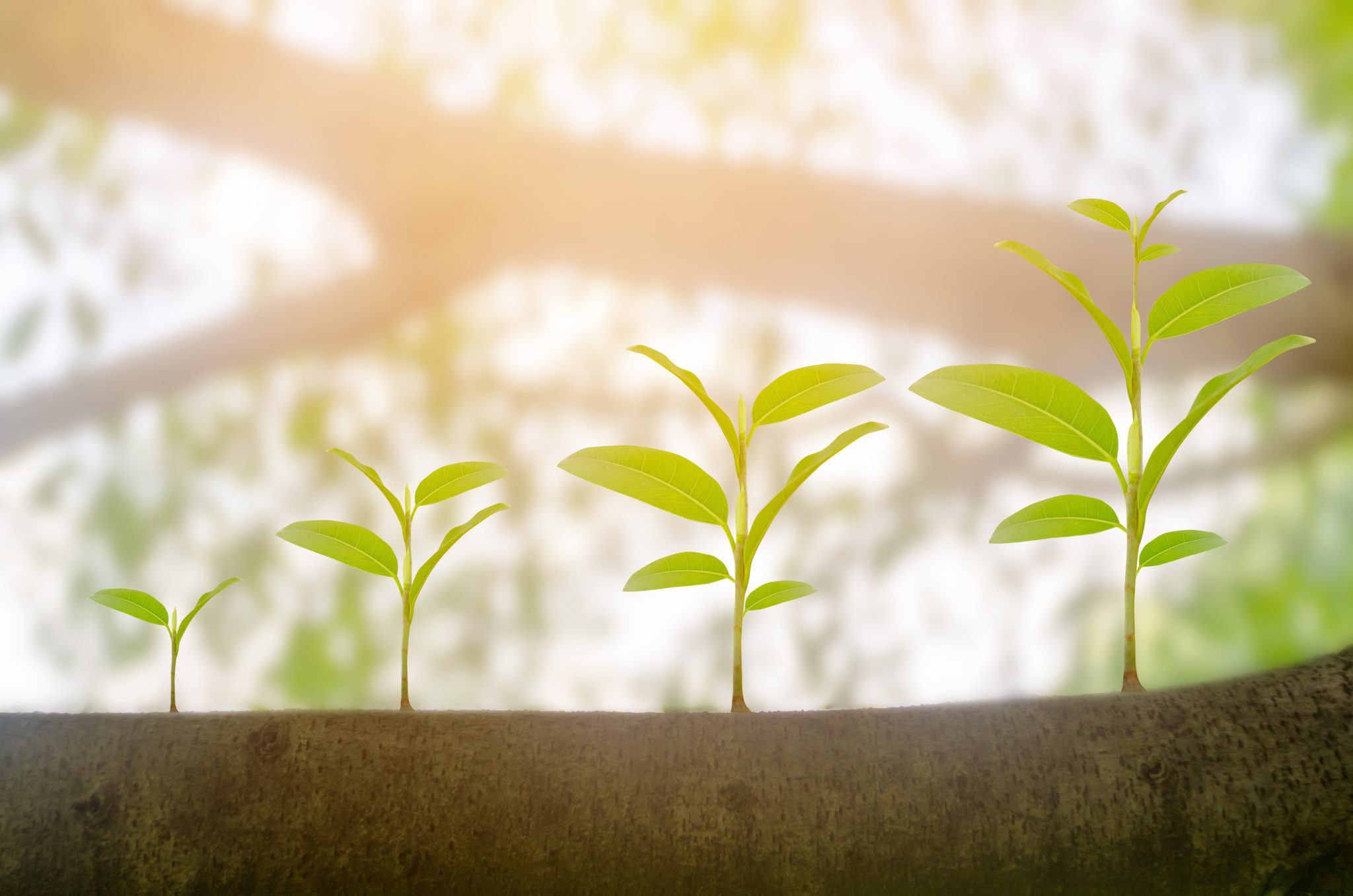 Green plant growing bigger