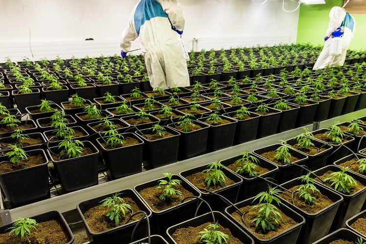 Cannabis companies must keep up with constant changes in industry rules and regulations