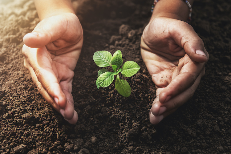 The new talent imperative: Grow your own