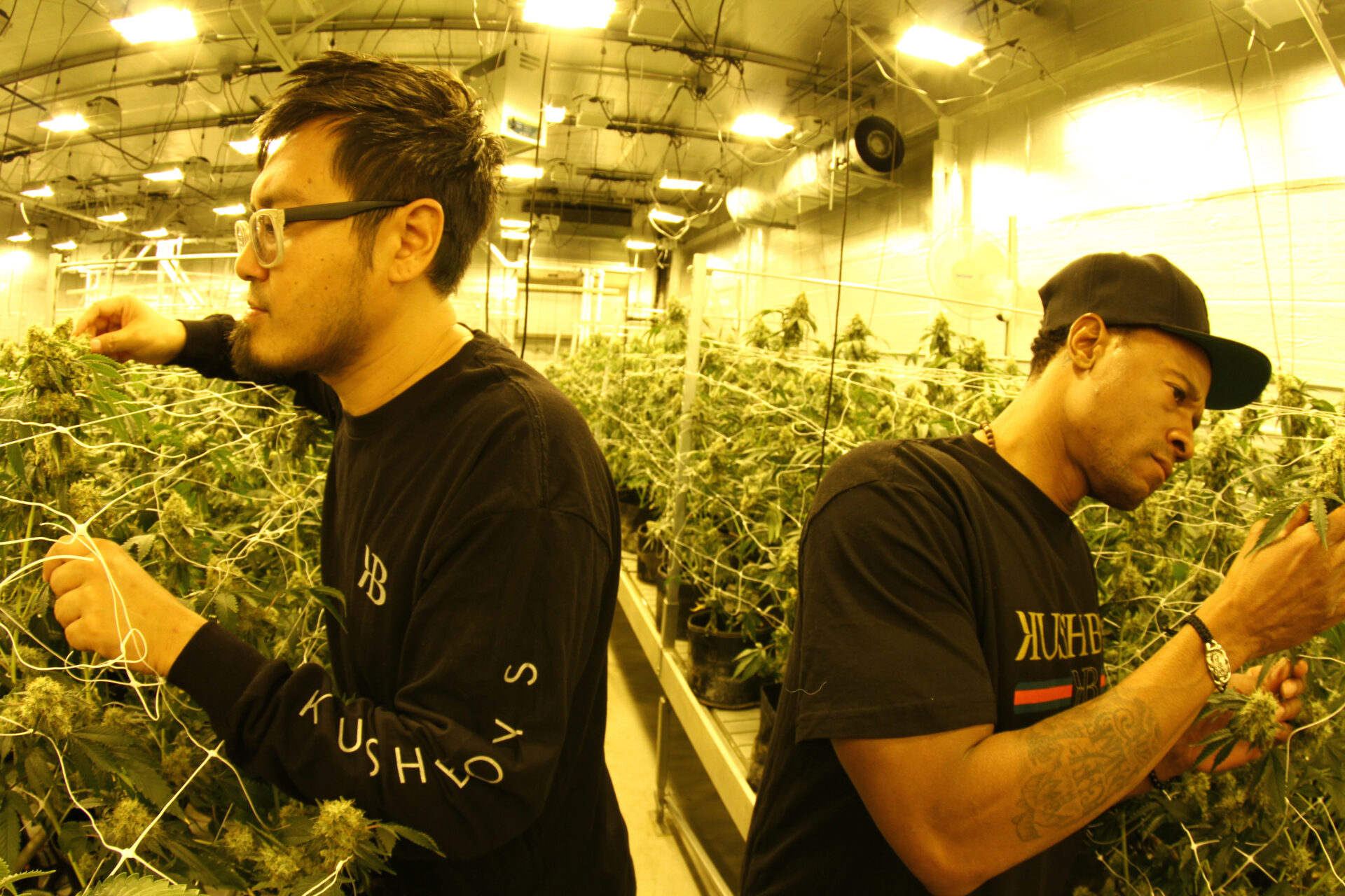 Promoting diversity and development opportunities in the cannabis industry