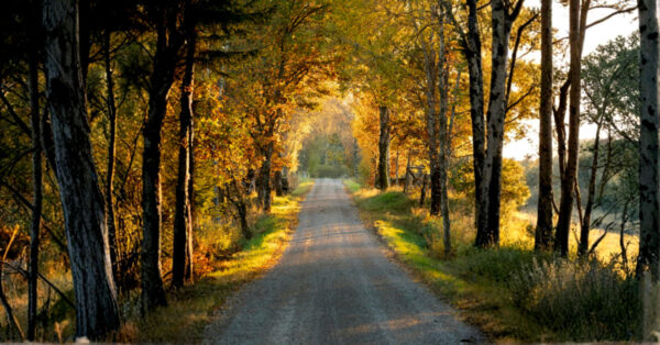 country road in autumn - Learning as a moral imperative: The cost of neglect and the path forward