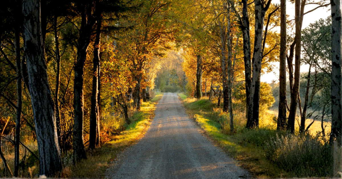 country road in autumn - Learning as a moral imperative: The cost of neglect and the path forward